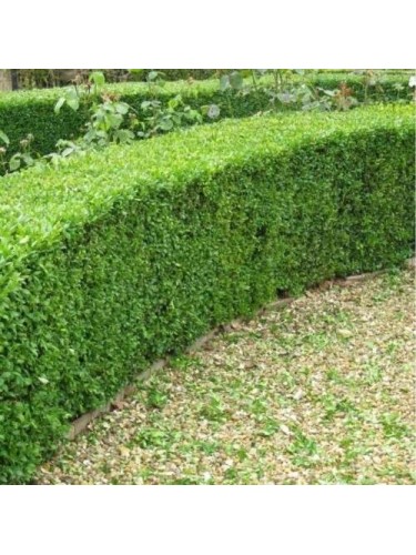 Bosso "Buxus microphylla...