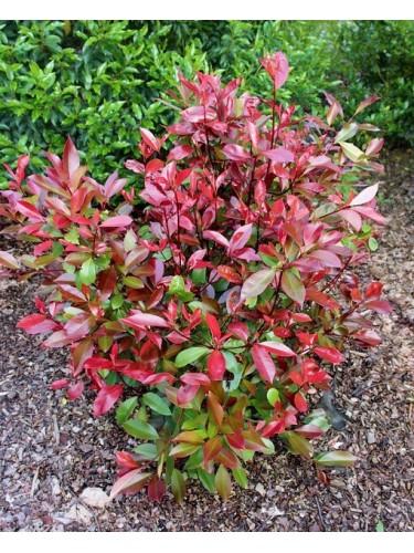 Photinia x fraseri "Red...