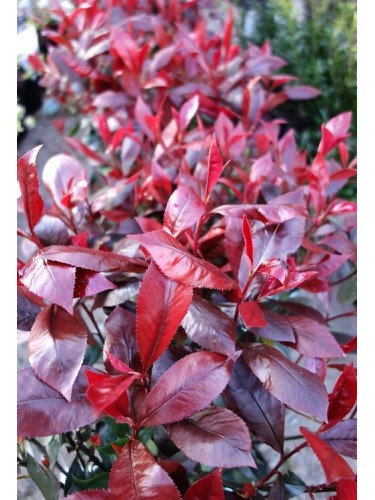 Photinia x fraseri "Red...