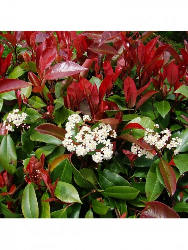 Photinia x fraseri "Red...