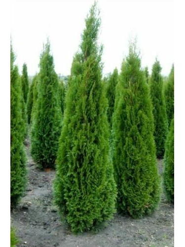 Tuia smeraldo "Thuja...