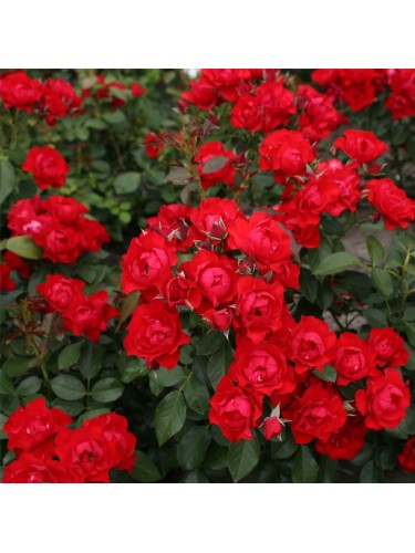 Rosa "Kordes Black Forest...