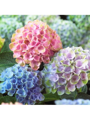 Ortensia "Hydrangea" pianta...