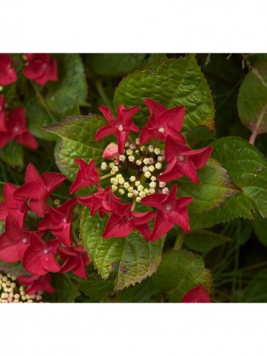 Ortensia "Hydrangea" pianta...