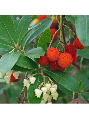 Corbezzolo "Arbutus unedo"...