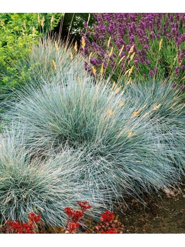 Festuca blu "Festuca glauca...