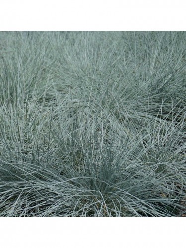 Festuca blu "Festuca glauca...