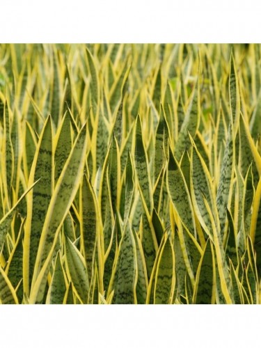 Sanseveria "Sansevieria...