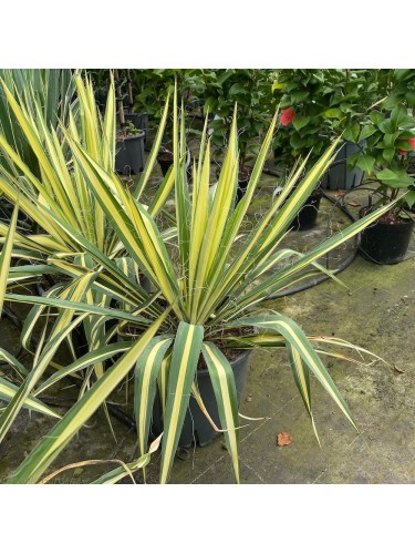 Yucca Flaccida Golden Sword...