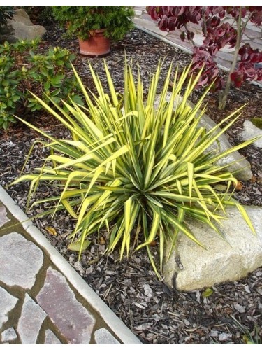 Yucca Flaccida Golden Sword...