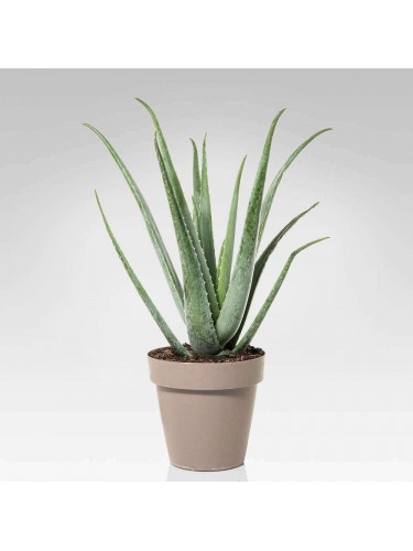 Aloe vera pianta officinale...