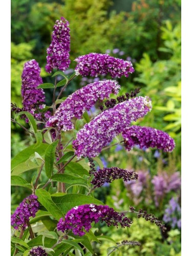 Buddleia davidii Berries...