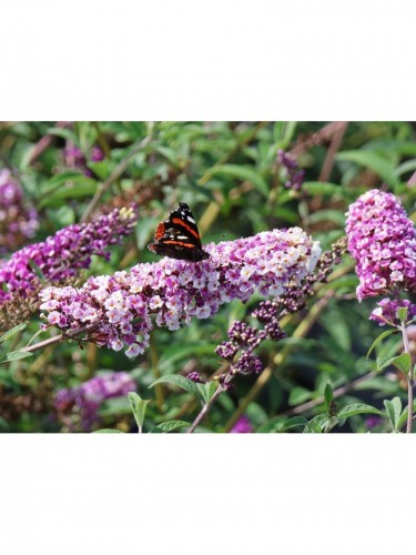 Buddleia davidii Berries...