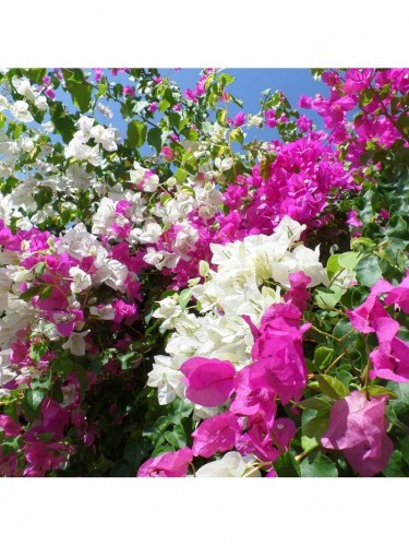 Buganville "Bougainvillea"...