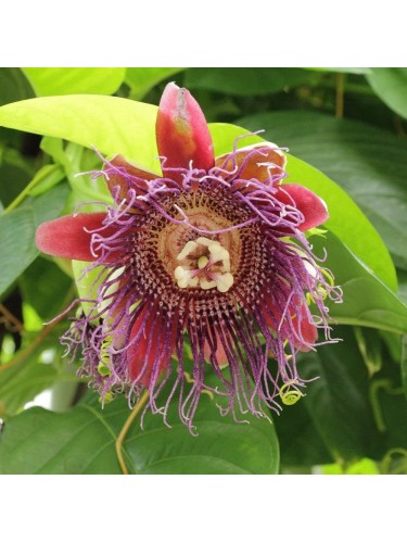 Passiflora Quadrangularis...