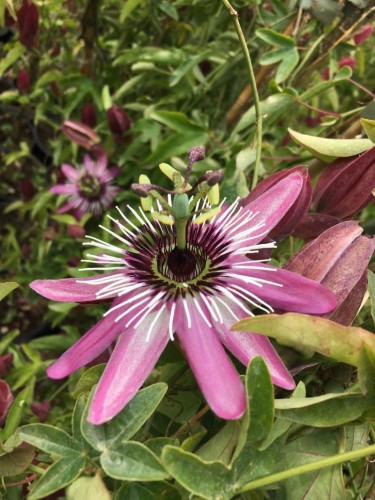 Passiflora Violacea pianta...