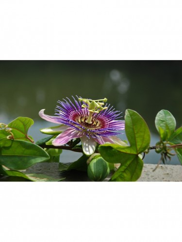 Passiflora Imperatrice...