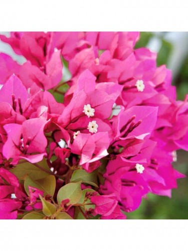 Buganville "Bougainvillea"...