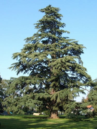 Cedro dell'Himalaya "Cedrus...