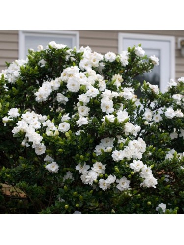 Gardenia jasminoides pianta...