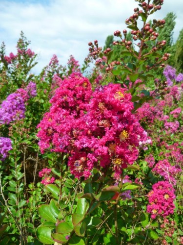 Lagerstroemia indica rosa...