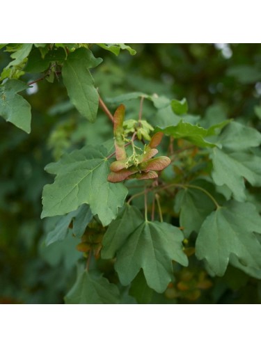 Acero campestre "Acer...