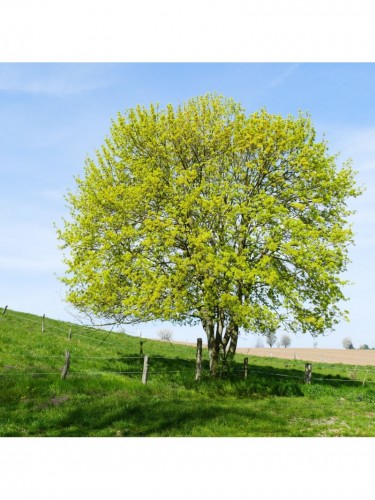 Acero campestre "Acer...