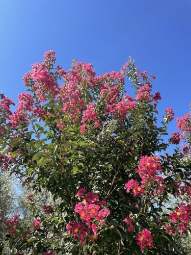 Lagerstroemia indica rosa...