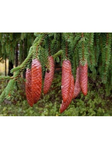 Abete rosso "Picea abies"...