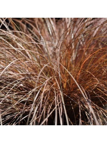 Carice dorata "Carex comans...