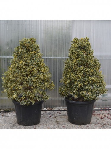 Agrifoglio variegato "Ilex...