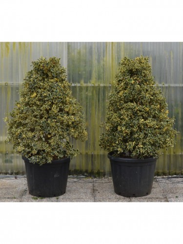 Agrifoglio variegato "Ilex...