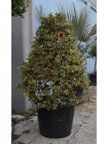 Agrifoglio variegato "Ilex...