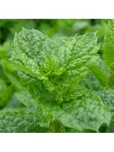 Menta marocchina "Mentha...