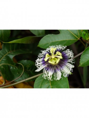 Passiflora Edulis Maracuja...