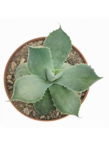 Agave seemanniana "Agave...