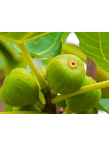 Fico comune "Ficus carica"...