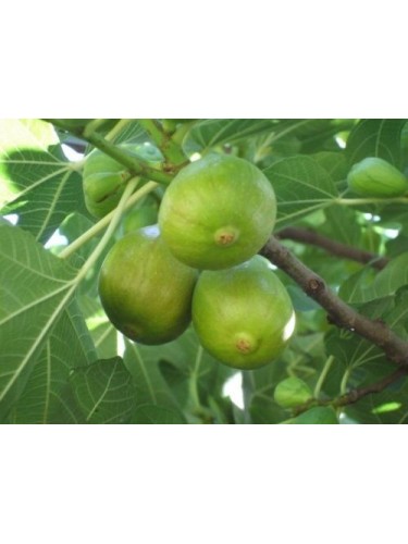 Fico comune "Ficus carica"...