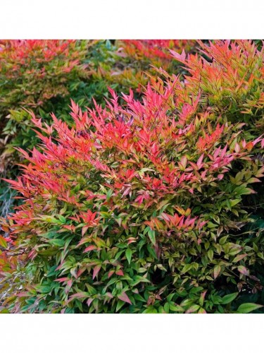 Nandina domestica "Bambù...