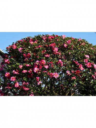 Camelia rosa "Camellia...