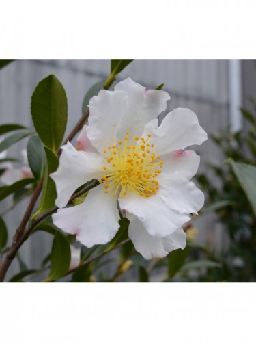 Camelia bianca "Camellia...