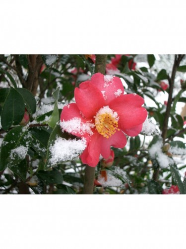 Camelia rossa "Camellia...