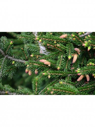 Picea Orientalis Abete...