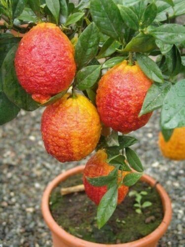 Limone rosso "Citrus...