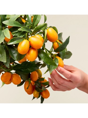 Kumquat "Fortunella...