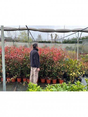 Fotinia "Photinia x fraseri...