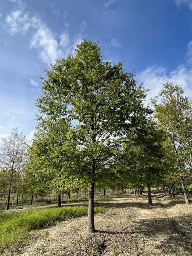 Quercia "Quercus cerris"...