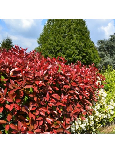 Photinia Red Robin Fotinia...