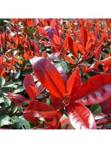 Photinia Red Robin Fotinia...