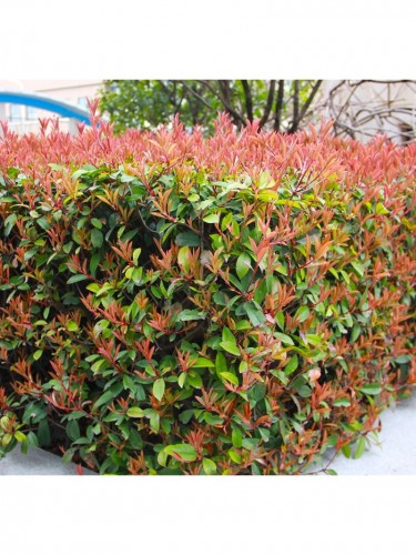 Photinia Red Robin Fotinia...